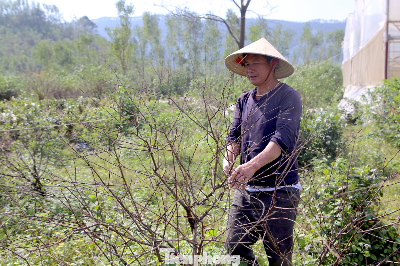 Đào chết khô sau mưa bão, nông dân thất thần lo mất vụ Tết - Ảnh 10