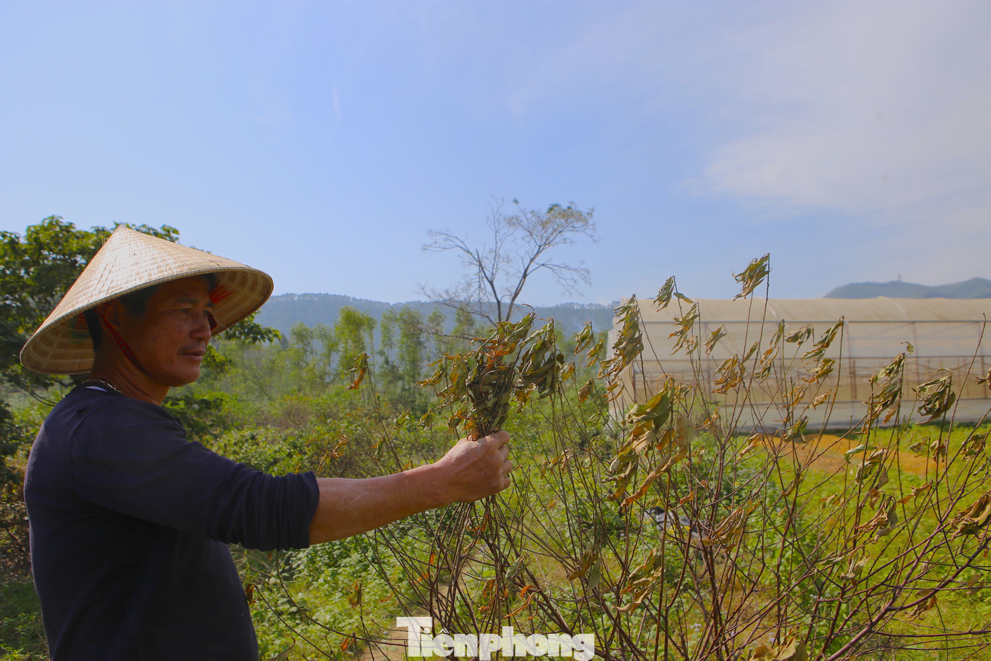 Đào chết khô sau mưa bão, nông dân thất thần lo mất vụ Tết - Ảnh 5