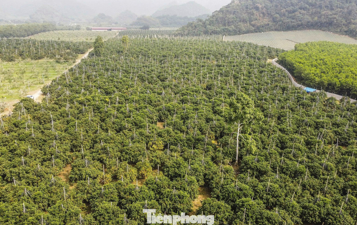 Bội thu loại cam đặc sản nổi tiếng Thanh Hóa - Ảnh 1