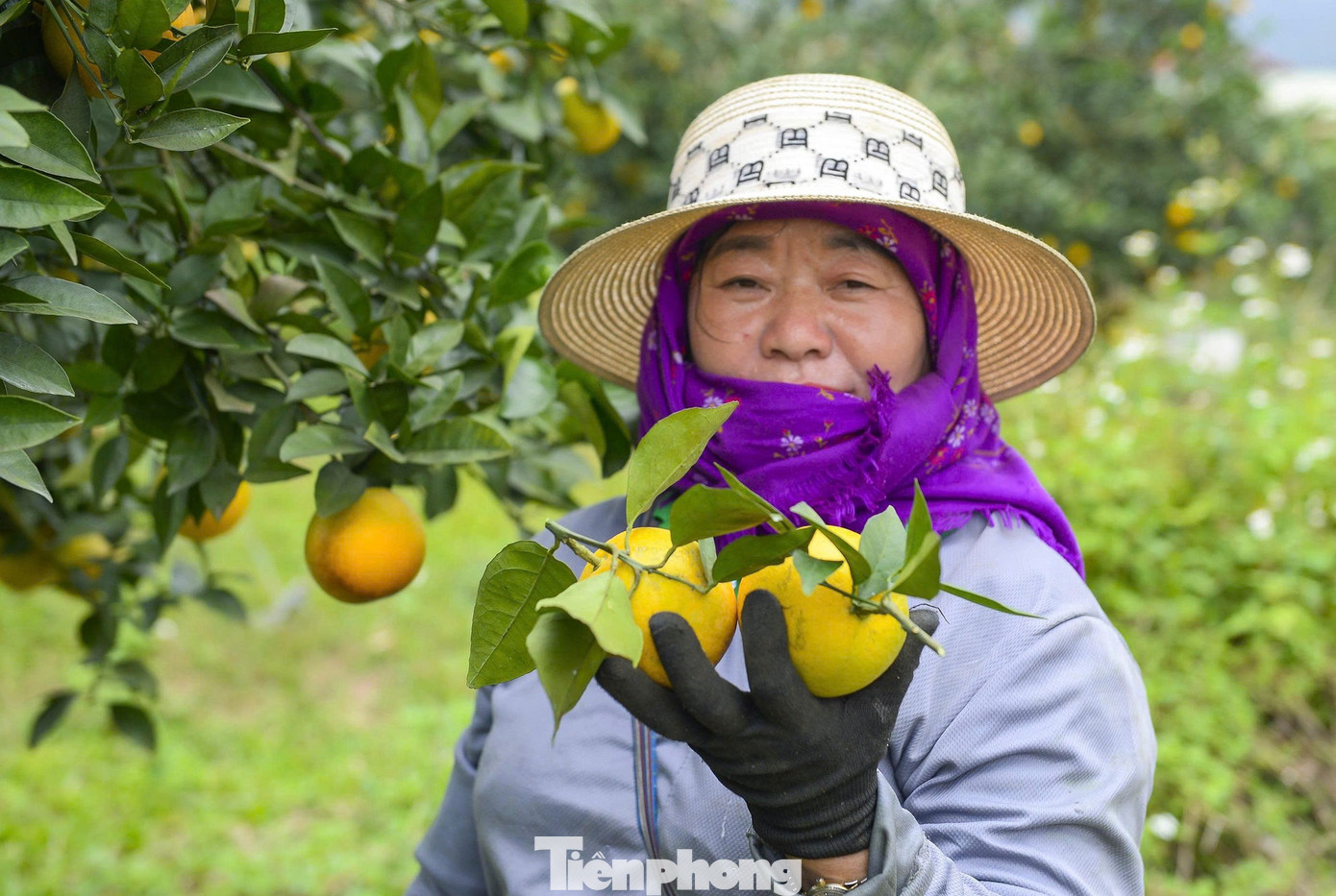 Bội thu loại cam đặc sản nổi tiếng Thanh Hóa - Ảnh 6
