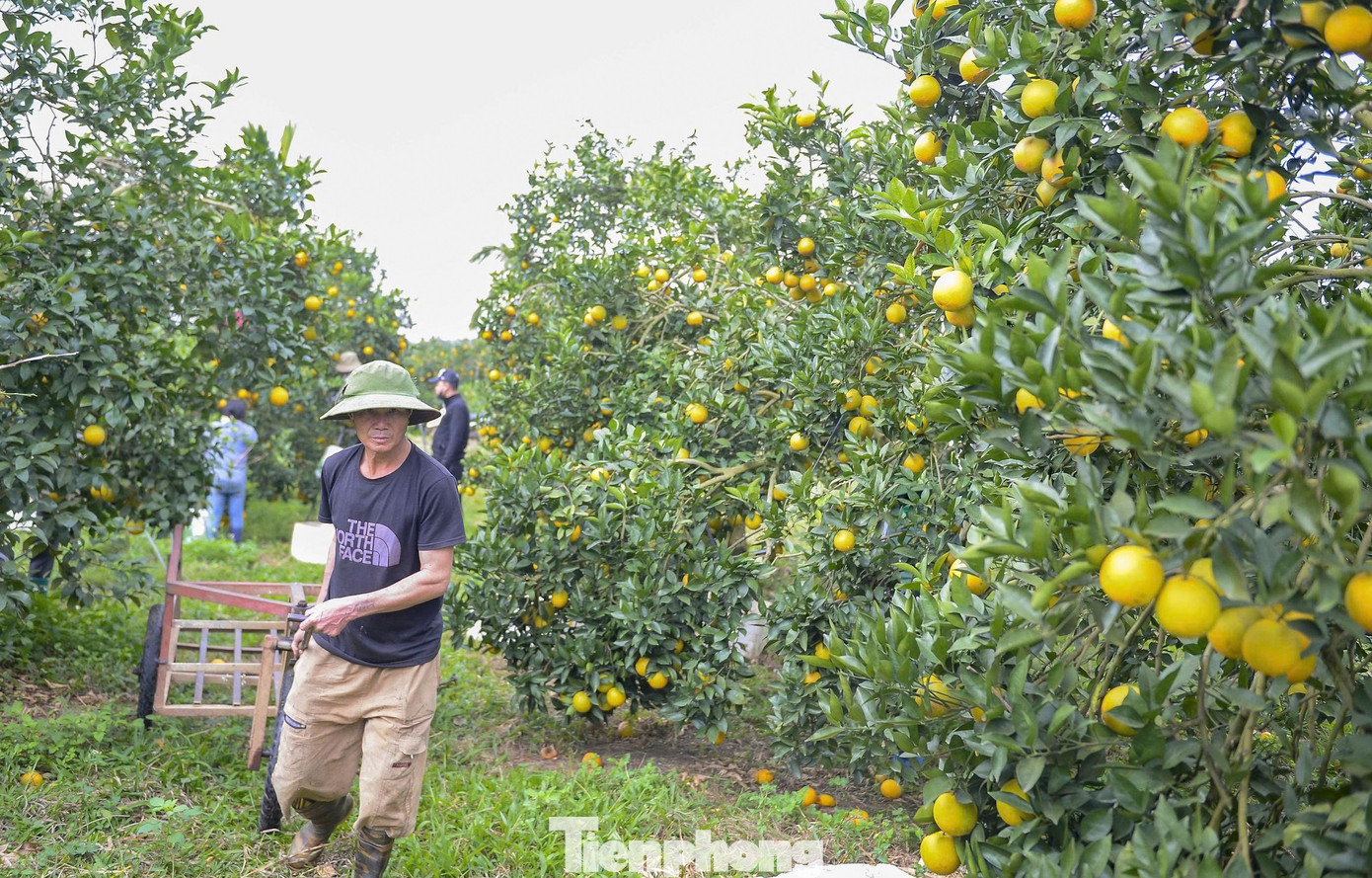 Bội thu loại cam đặc sản nổi tiếng Thanh Hóa - Ảnh 3