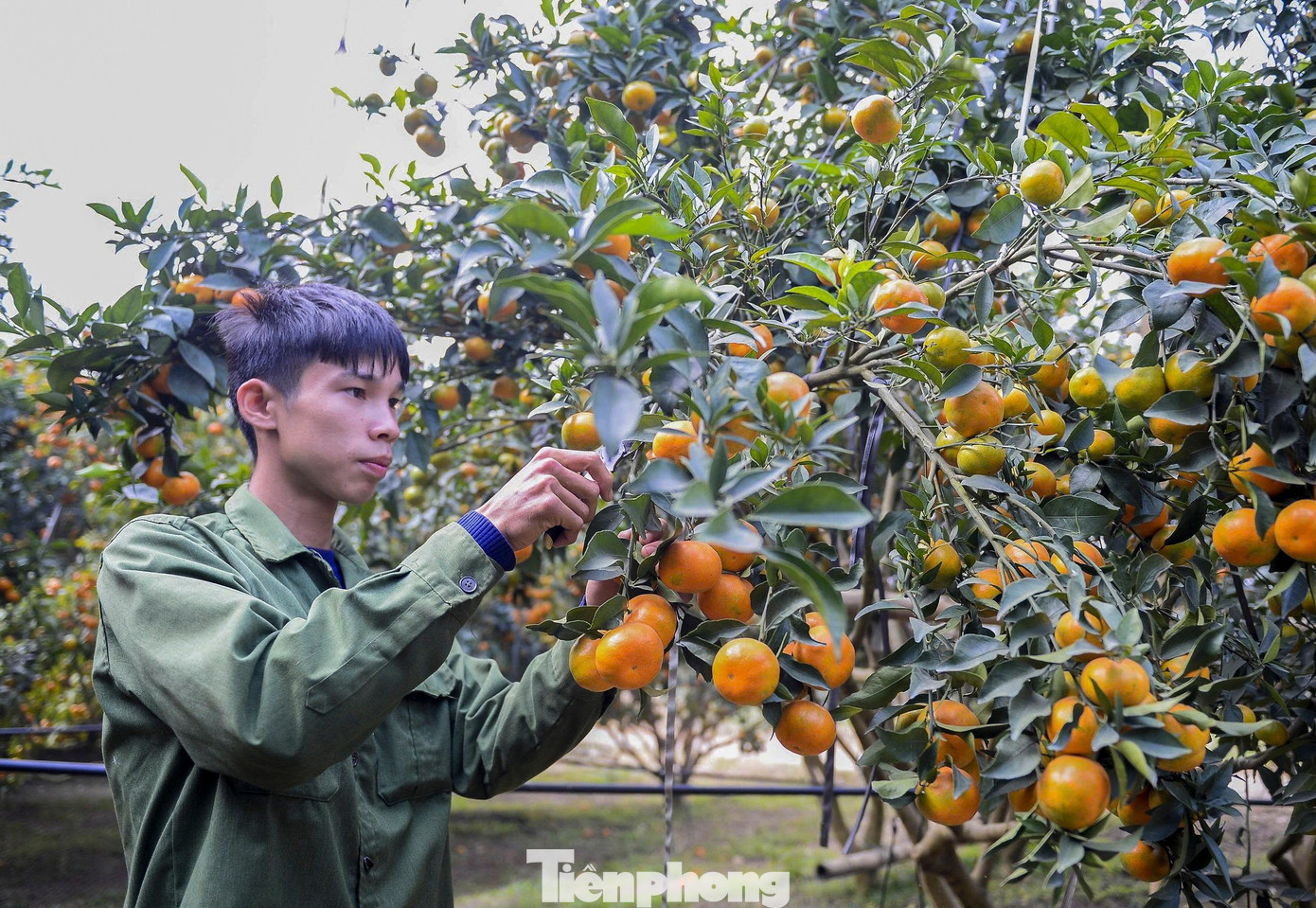 Bội thu loại cam đặc sản nổi tiếng Thanh Hóa - Ảnh 9