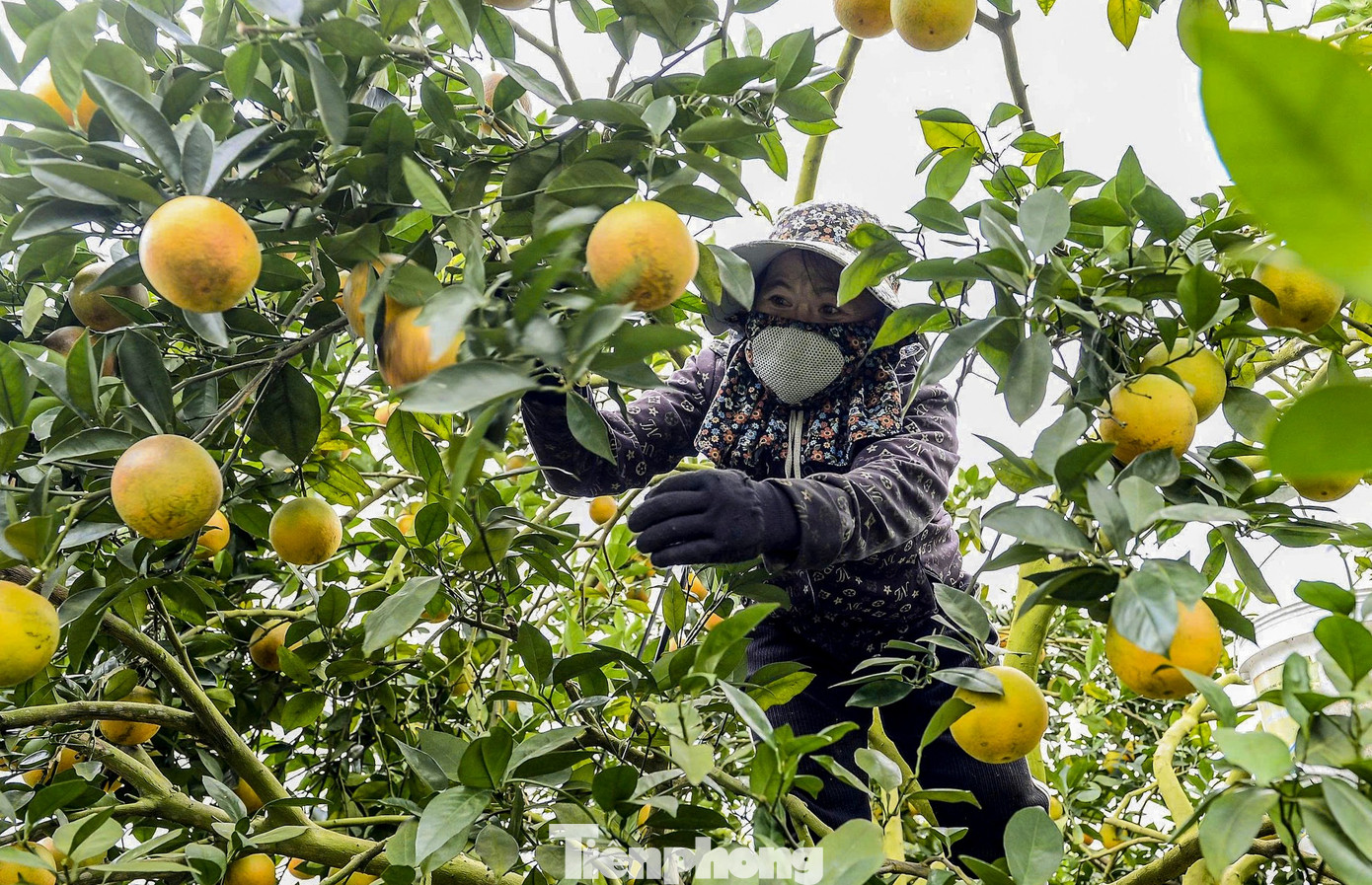 Bội thu loại cam đặc sản nổi tiếng Thanh Hóa - Ảnh 5