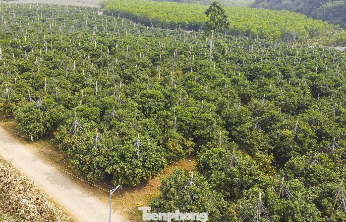 Bội thu loại cam đặc sản nổi tiếng Thanh Hóa - Ảnh 11