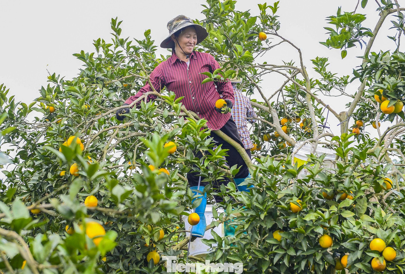 Bội thu loại cam đặc sản nổi tiếng Thanh Hóa - Ảnh 4