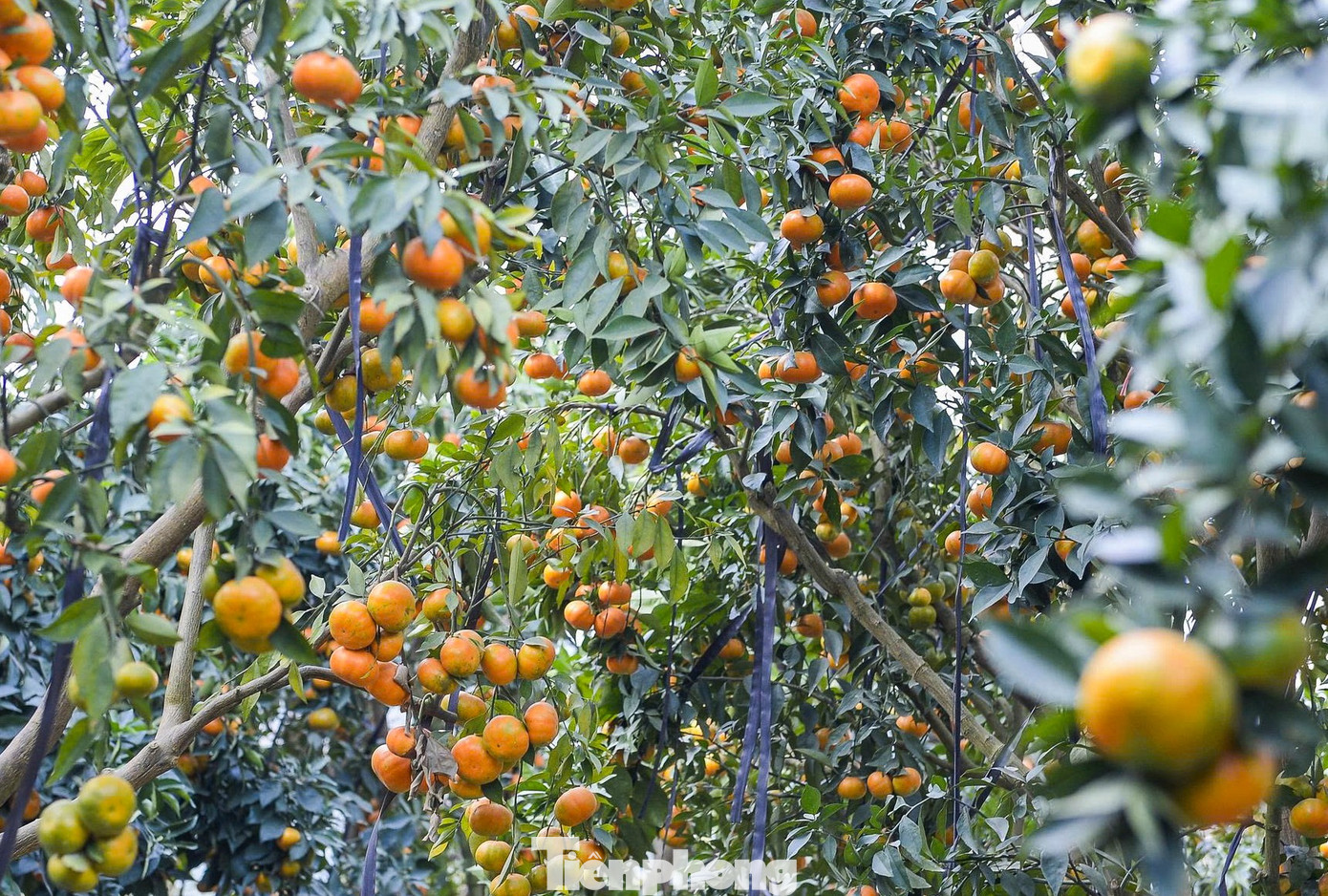 Bội thu loại cam đặc sản nổi tiếng Thanh Hóa - Ảnh 10