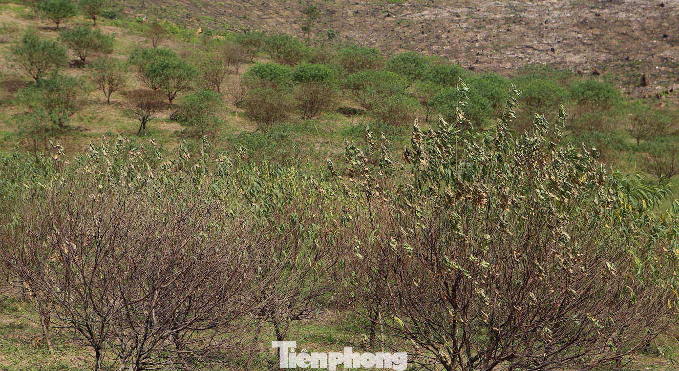 Đào chết khô sau mưa bão, nông dân thất thần lo mất vụ Tết - Ảnh 7