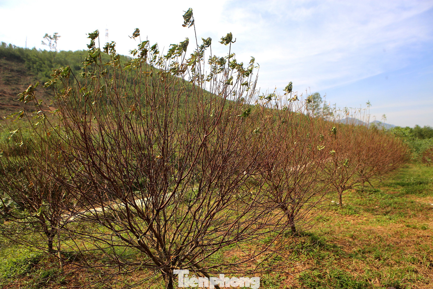Đào chết khô sau mưa bão, nông dân thất thần lo mất vụ Tết - Ảnh 1
