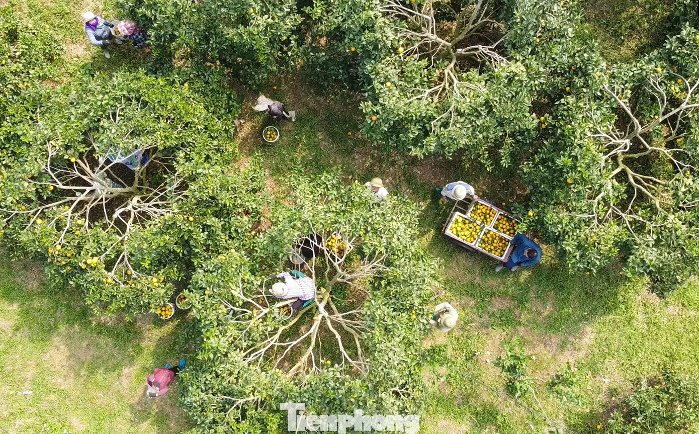 Bội thu loại cam đặc sản nổi tiếng Thanh Hóa - Ảnh 8