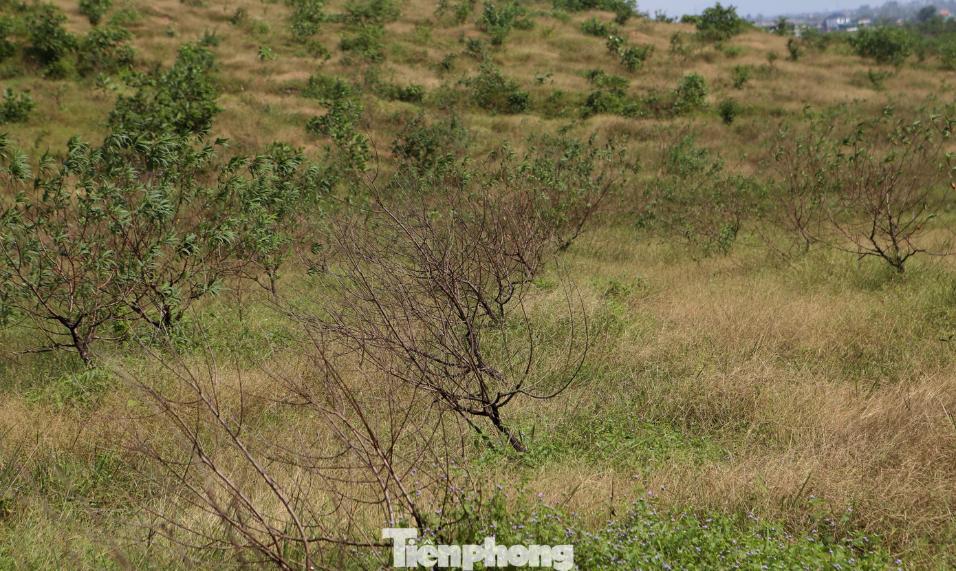 Đào chết khô sau mưa bão, nông dân thất thần lo mất vụ Tết - Ảnh 4