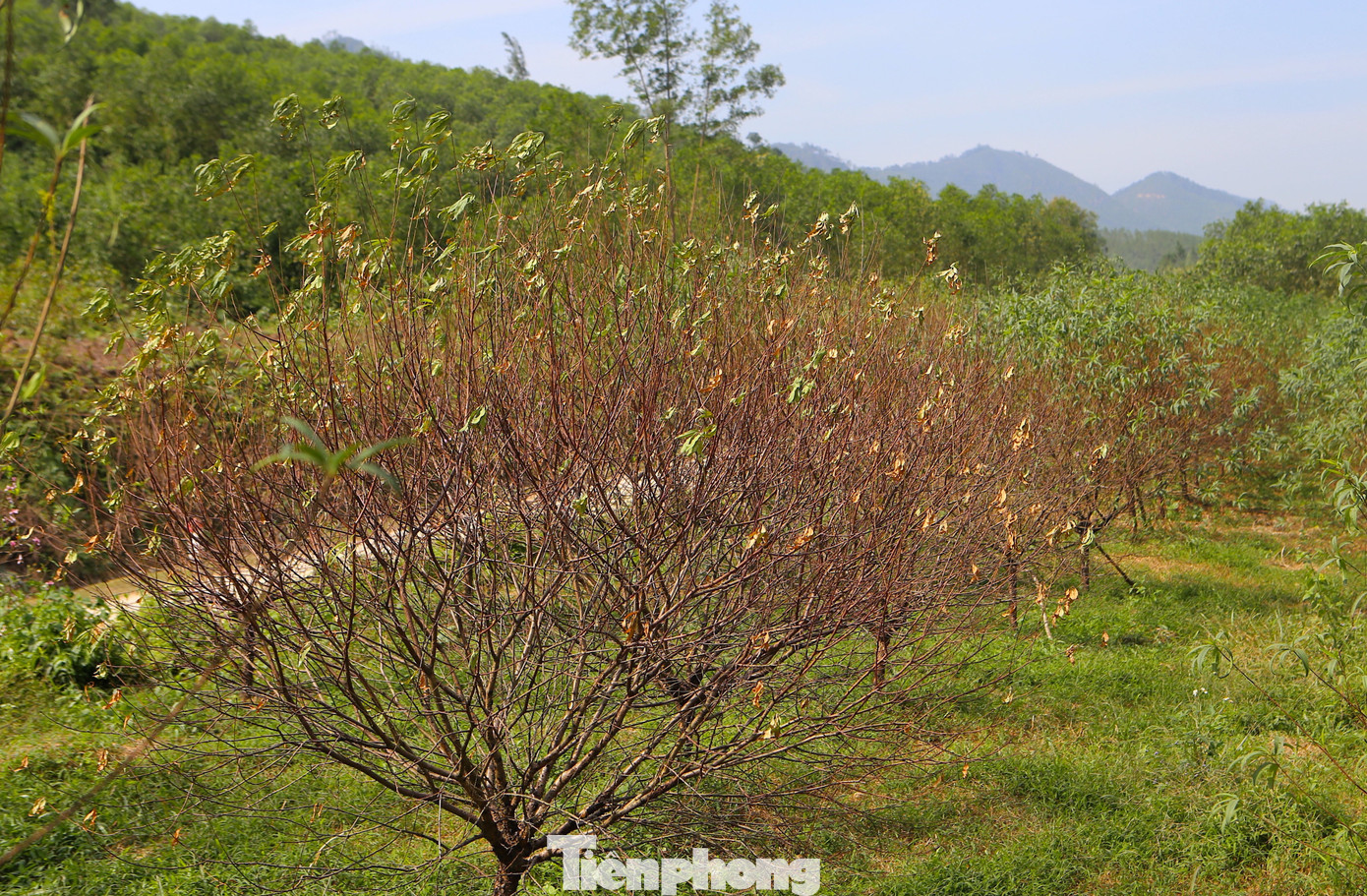 Đào chết khô sau mưa bão, nông dân thất thần lo mất vụ Tết - Ảnh 3