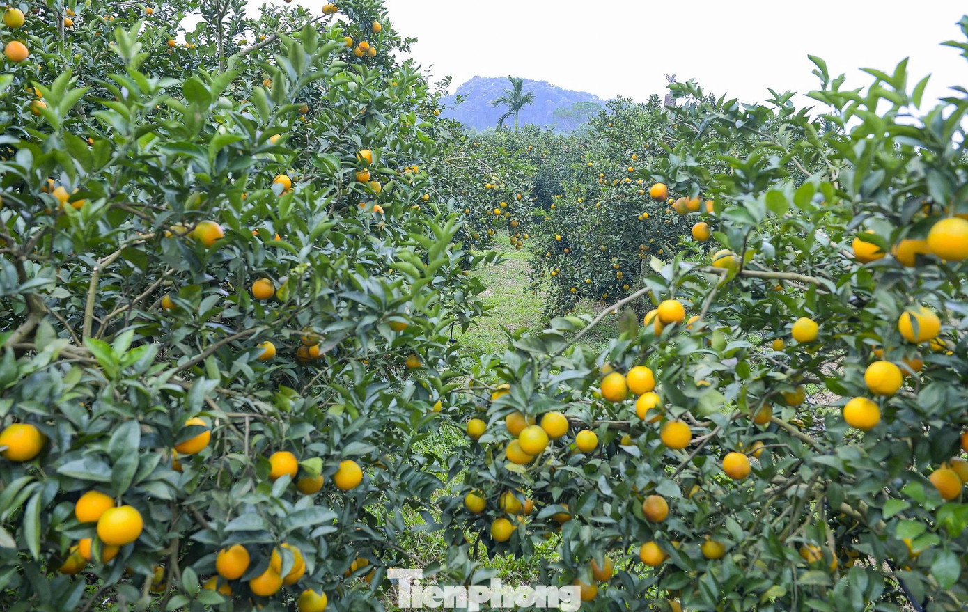 Bội thu loại cam đặc sản nổi tiếng Thanh Hóa - Ảnh 2