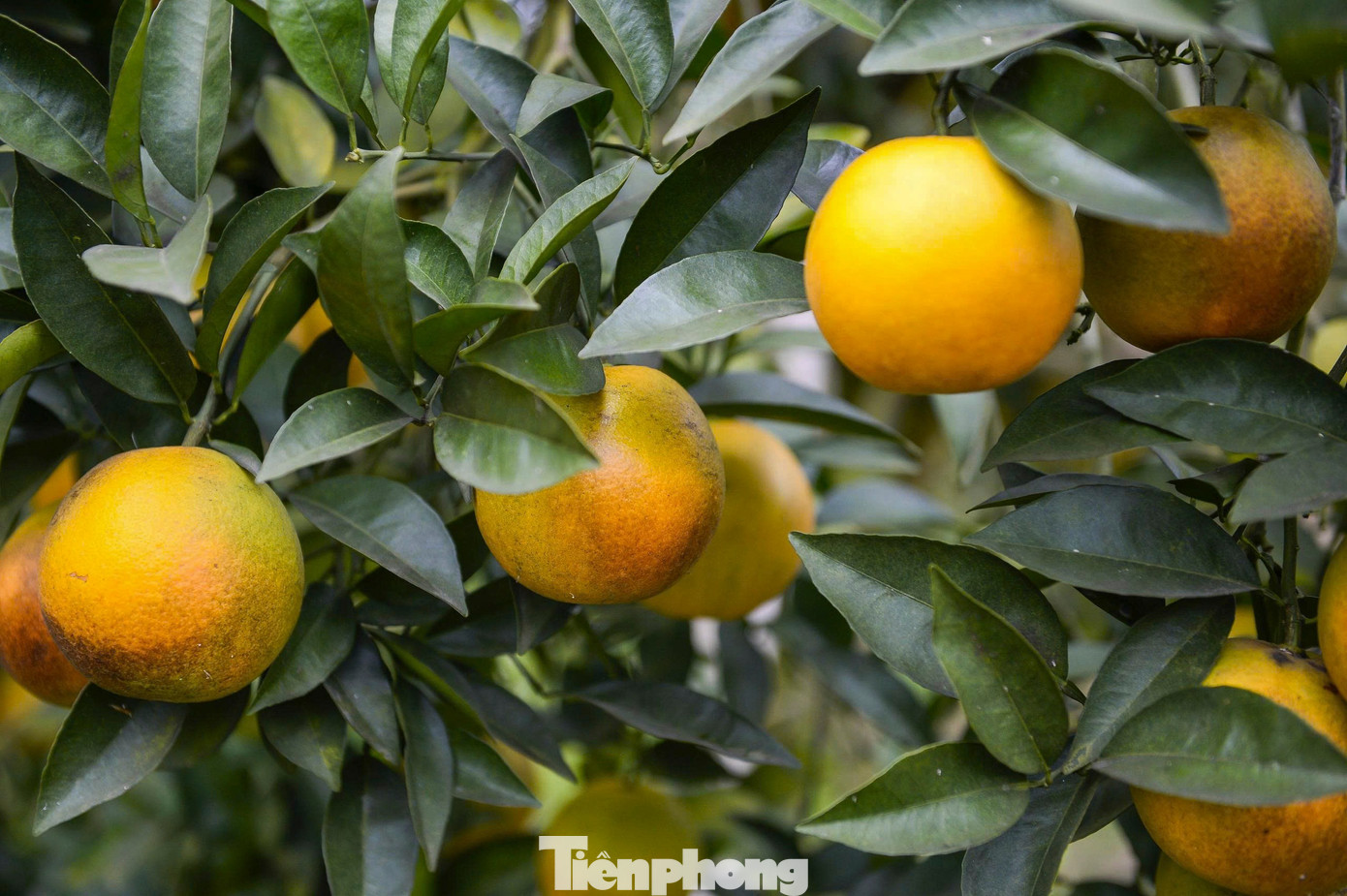 Bội thu loại cam đặc sản nổi tiếng Thanh Hóa - Ảnh 7
