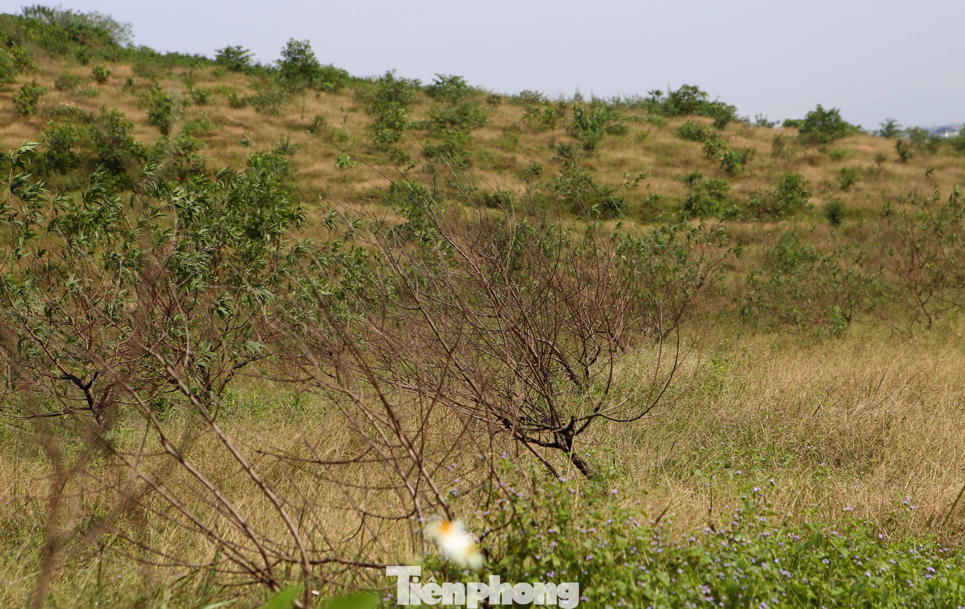 Đào chết khô sau mưa bão, nông dân thất thần lo mất vụ Tết - Ảnh 9