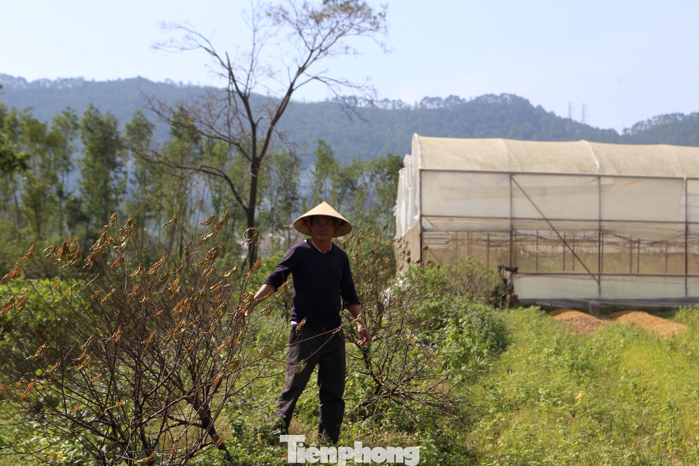 Đào chết khô sau mưa bão, nông dân thất thần lo mất vụ Tết - Ảnh 6