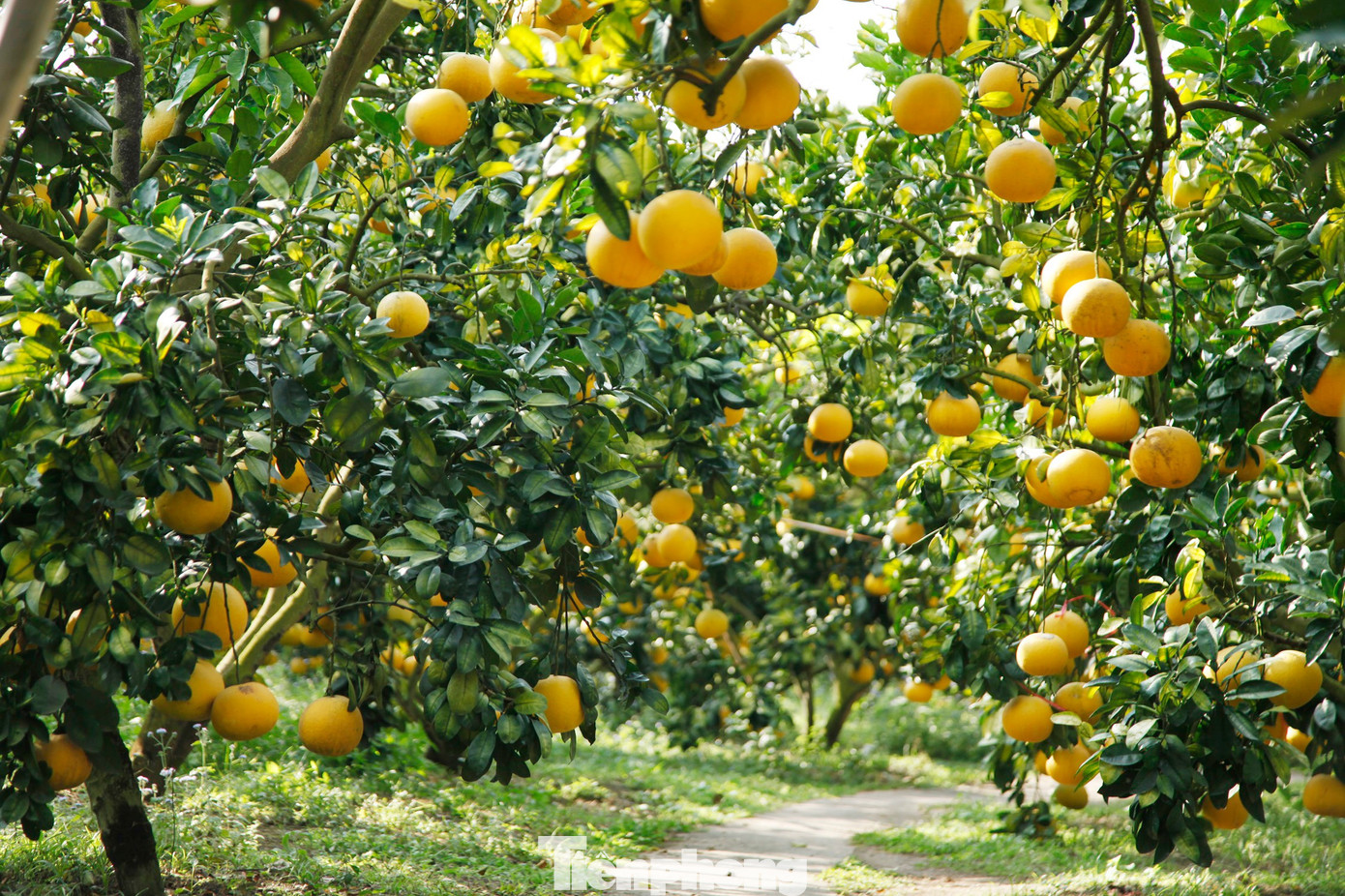 Nông dân trồng bưởi Tết 'bỏ túi' tiền tỷ - Ảnh 1