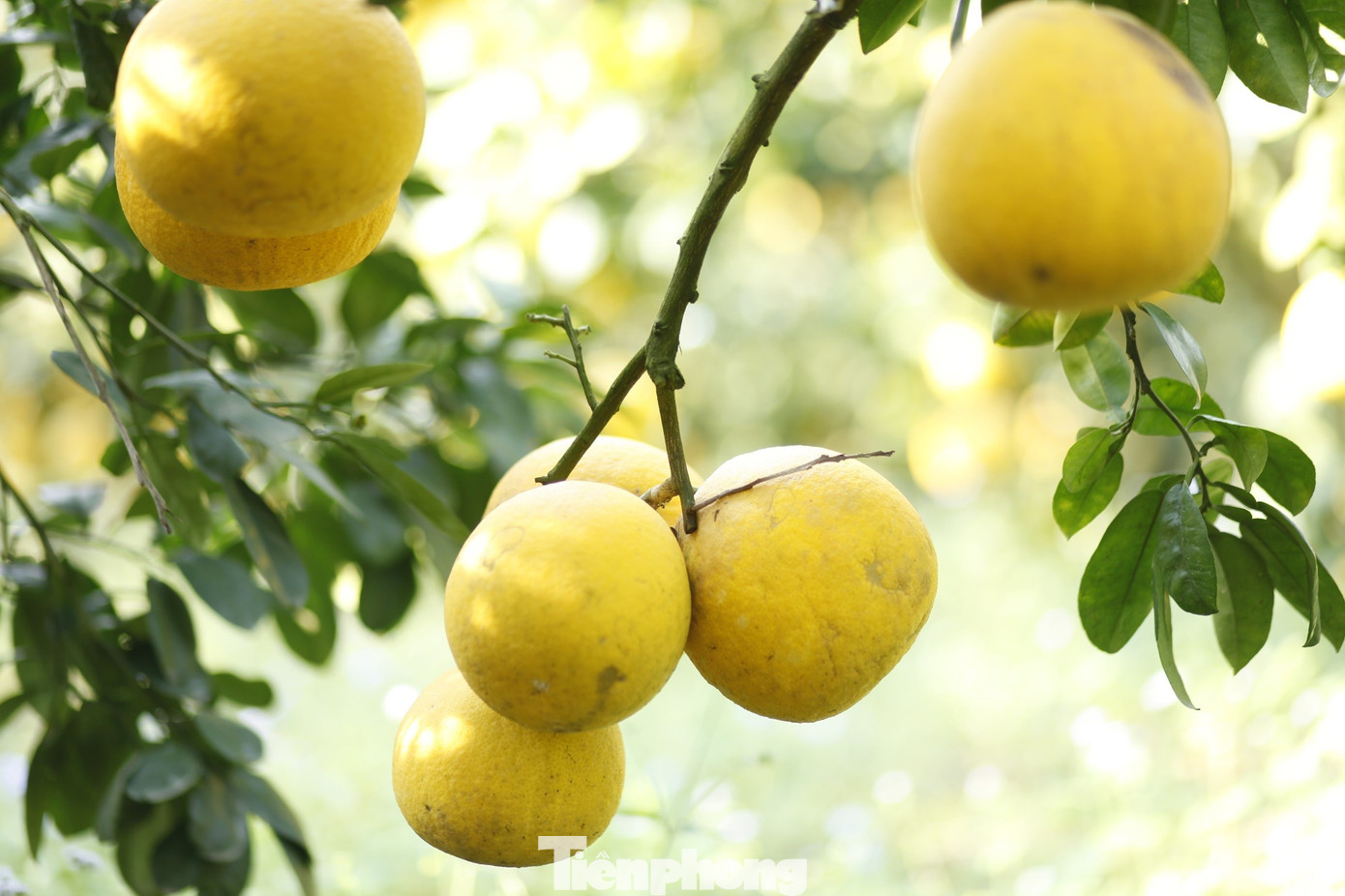 Nông dân trồng bưởi Tết 'bỏ túi' tiền tỷ - Ảnh 8