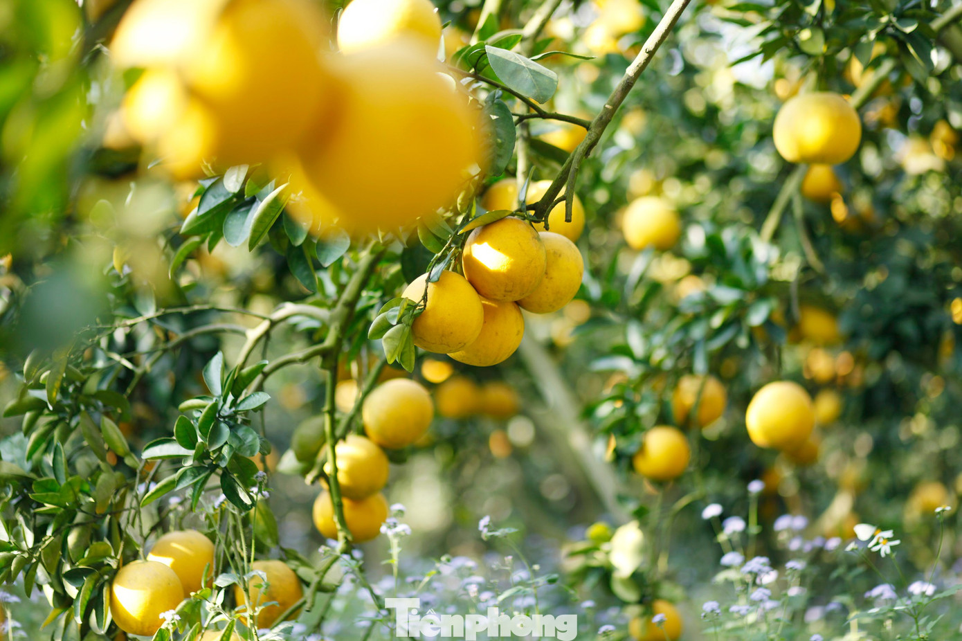 Nông dân trồng bưởi Tết 'bỏ túi' tiền tỷ - Ảnh 13