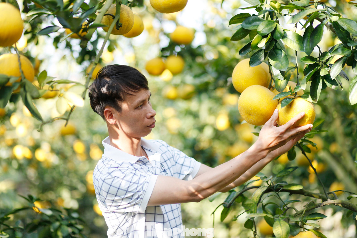 Nông dân trồng bưởi Tết 'bỏ túi' tiền tỷ - Ảnh 5