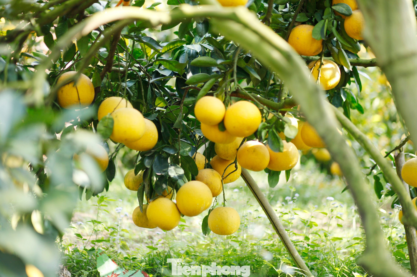 Nông dân trồng bưởi Tết 'bỏ túi' tiền tỷ - Ảnh 11