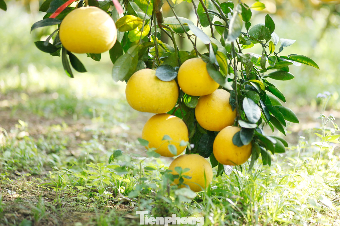 Nông dân trồng bưởi Tết 'bỏ túi' tiền tỷ - Ảnh 10