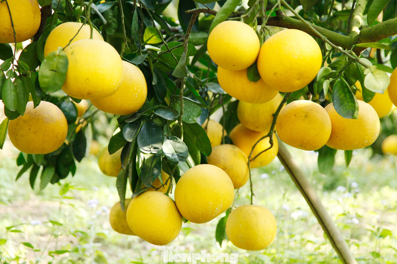 Nông dân trồng bưởi Tết 'bỏ túi' tiền tỷ - Ảnh 9