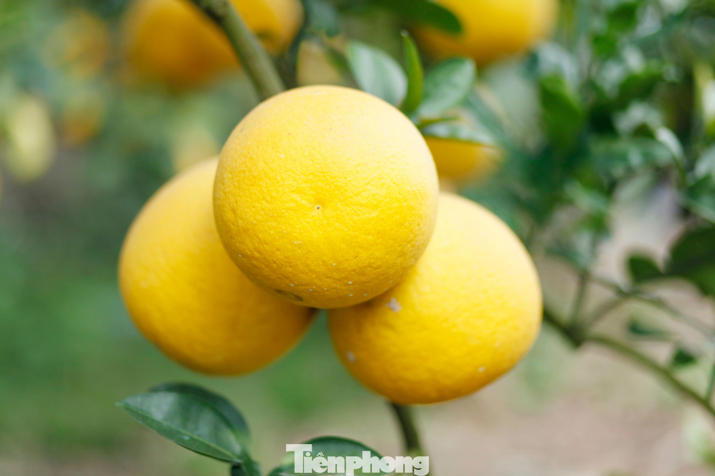 Nông dân trồng bưởi Tết 'bỏ túi' tiền tỷ - Ảnh 4