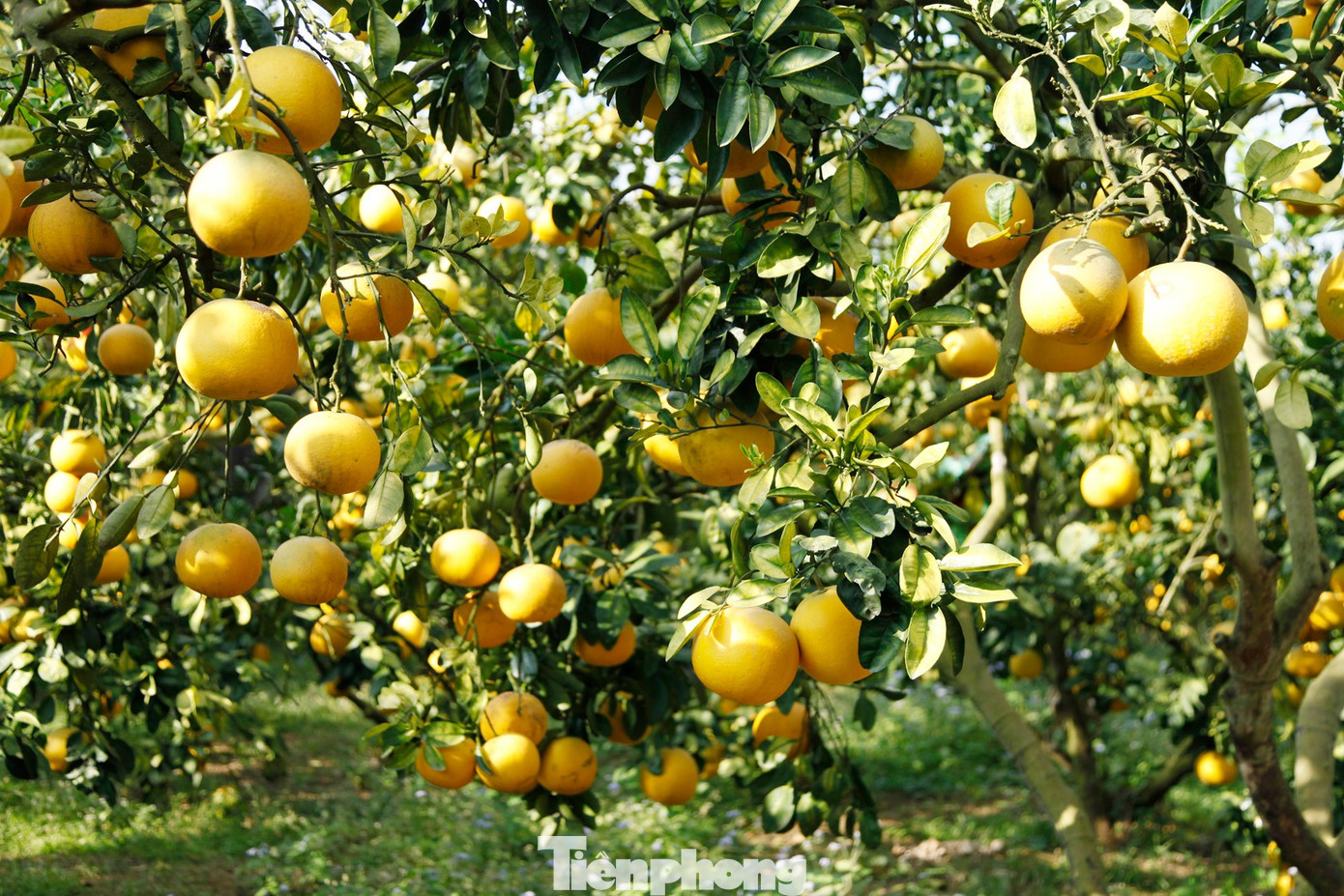 Nông dân trồng bưởi Tết 'bỏ túi' tiền tỷ - Ảnh 2