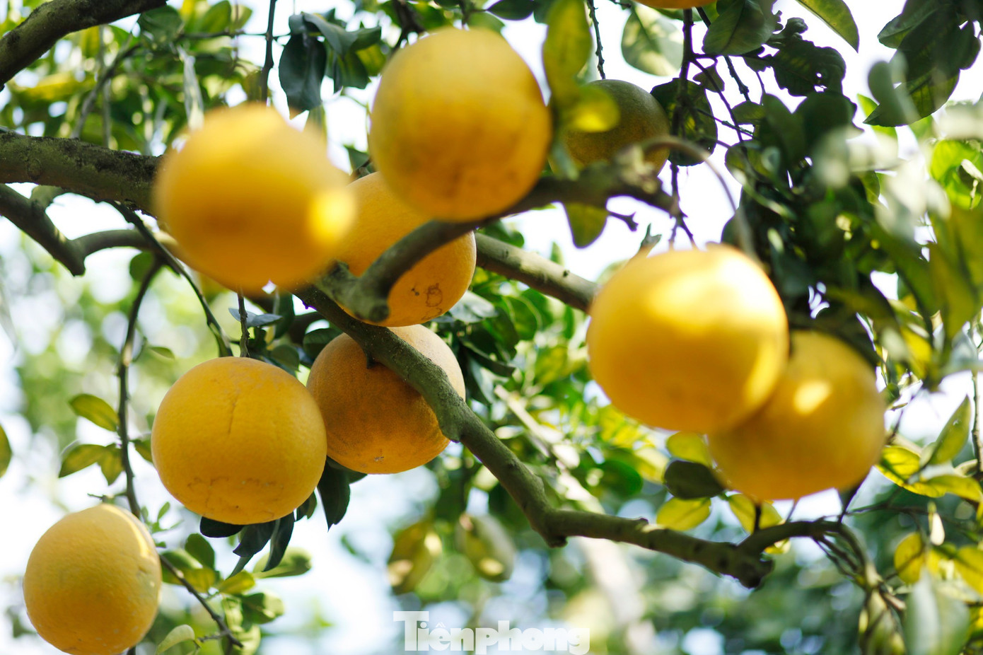 Nông dân trồng bưởi Tết 'bỏ túi' tiền tỷ - Ảnh 3