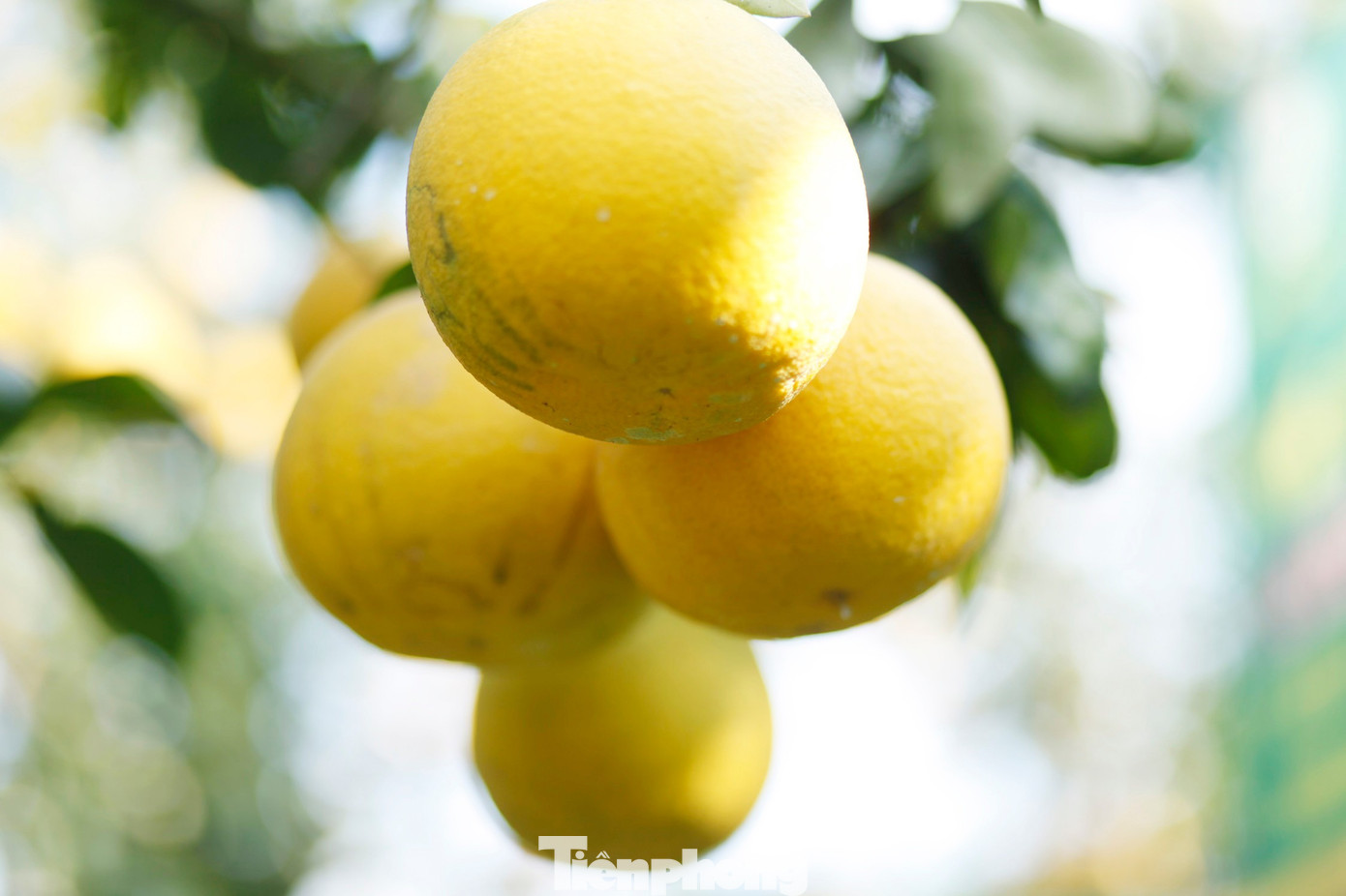 Nông dân trồng bưởi Tết 'bỏ túi' tiền tỷ - Ảnh 7