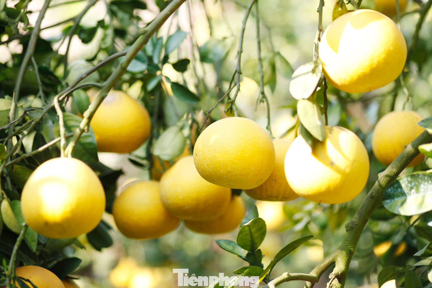 Nông dân trồng bưởi Tết 'bỏ túi' tiền tỷ - Ảnh 6