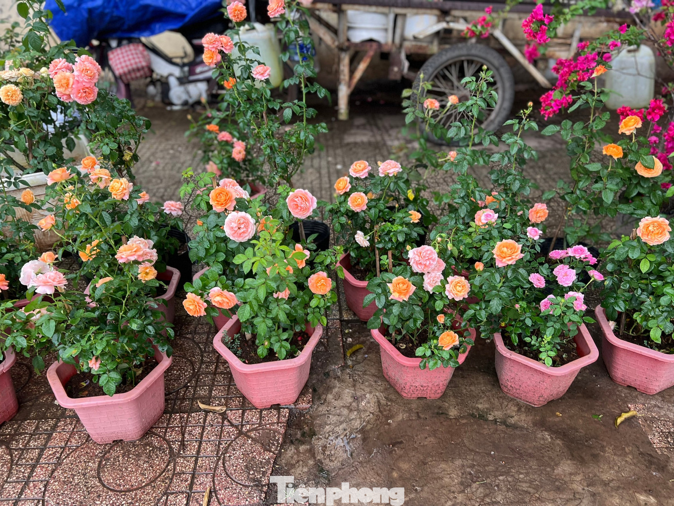 Hoa Tết về phố, 'bỏng tay' giá bưởi Diễn ở TPHCM - Ảnh 5