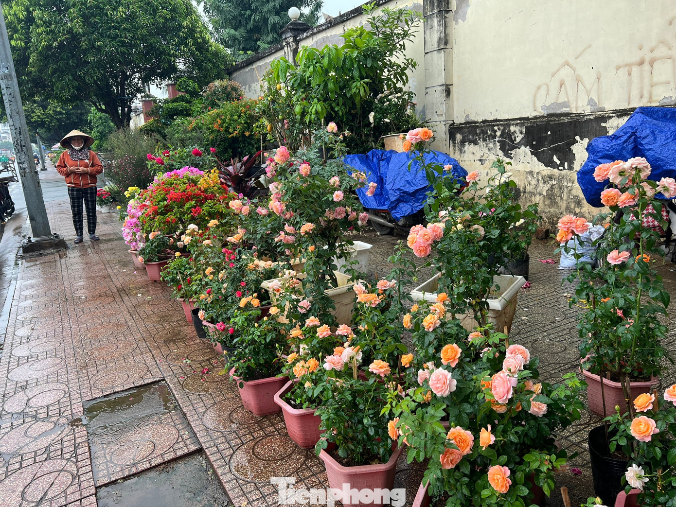 Hoa Tết về phố, 'bỏng tay' giá bưởi Diễn ở TPHCM - Ảnh 2