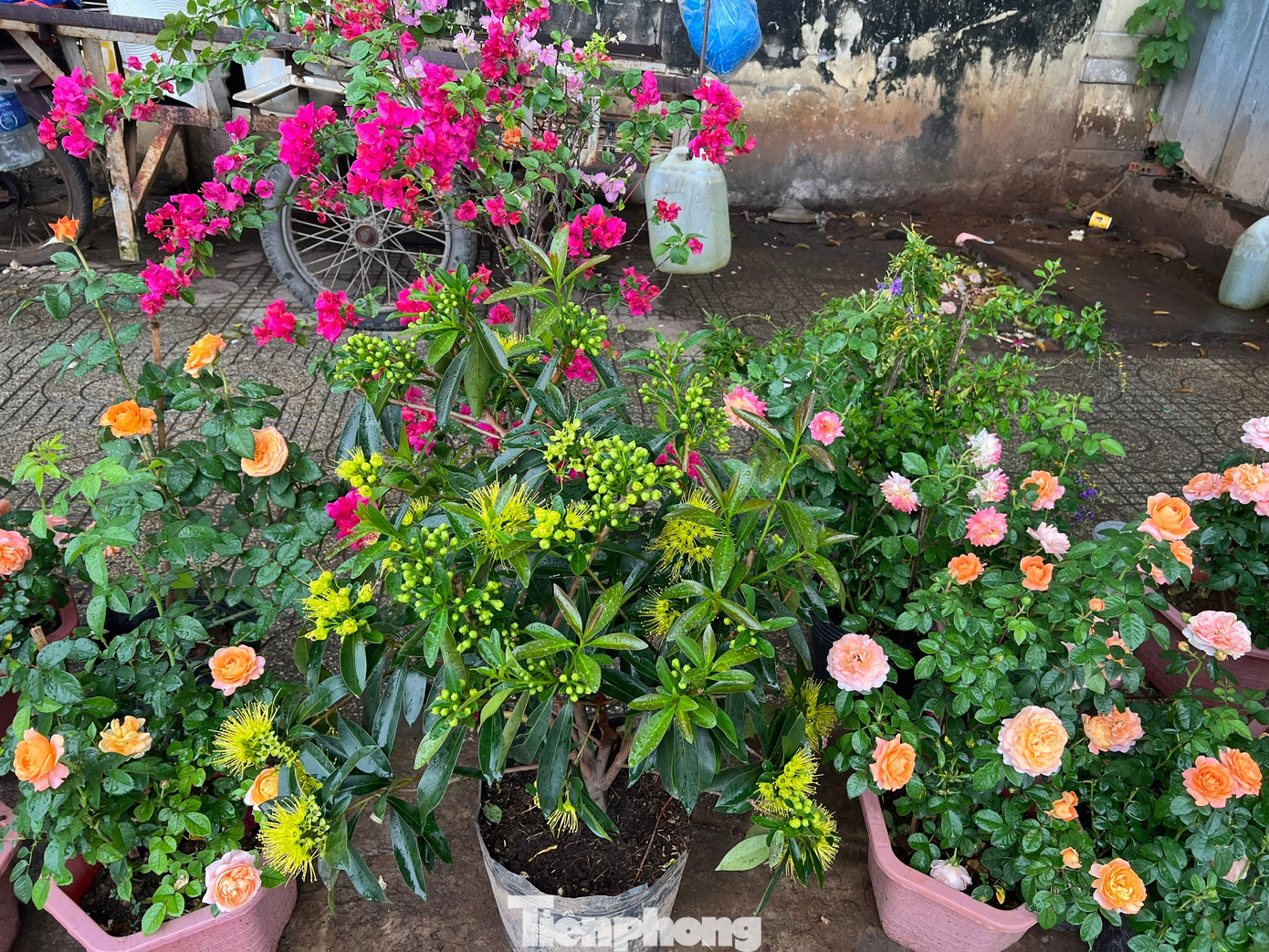 Hoa Tết về phố, 'bỏng tay' giá bưởi Diễn ở TPHCM - Ảnh 4