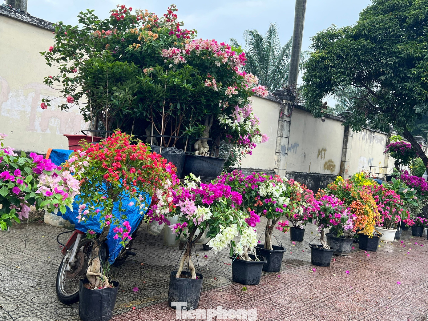 Hoa Tết về phố, 'bỏng tay' giá bưởi Diễn ở TPHCM - Ảnh 1