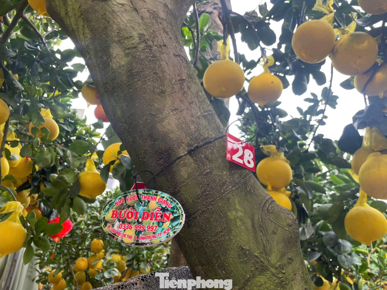 Hoa Tết về phố, 'bỏng tay' giá bưởi Diễn ở TPHCM - Ảnh 6