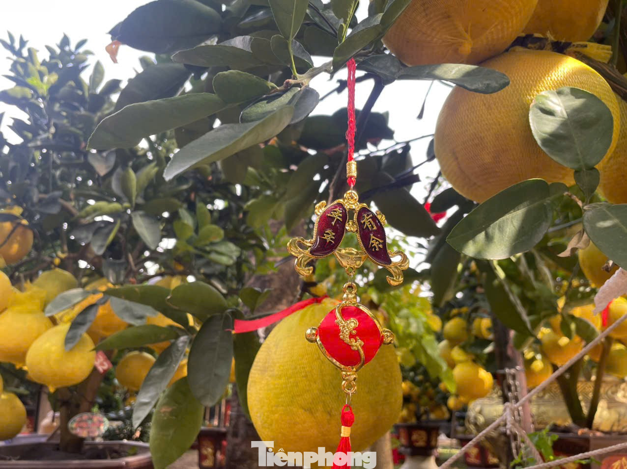Hoa Tết về phố, 'bỏng tay' giá bưởi Diễn ở TPHCM - Ảnh 8