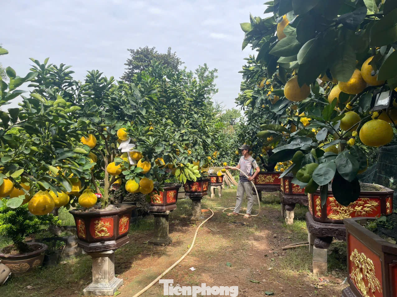 Hoa Tết về phố, 'bỏng tay' giá bưởi Diễn ở TPHCM - Ảnh 7