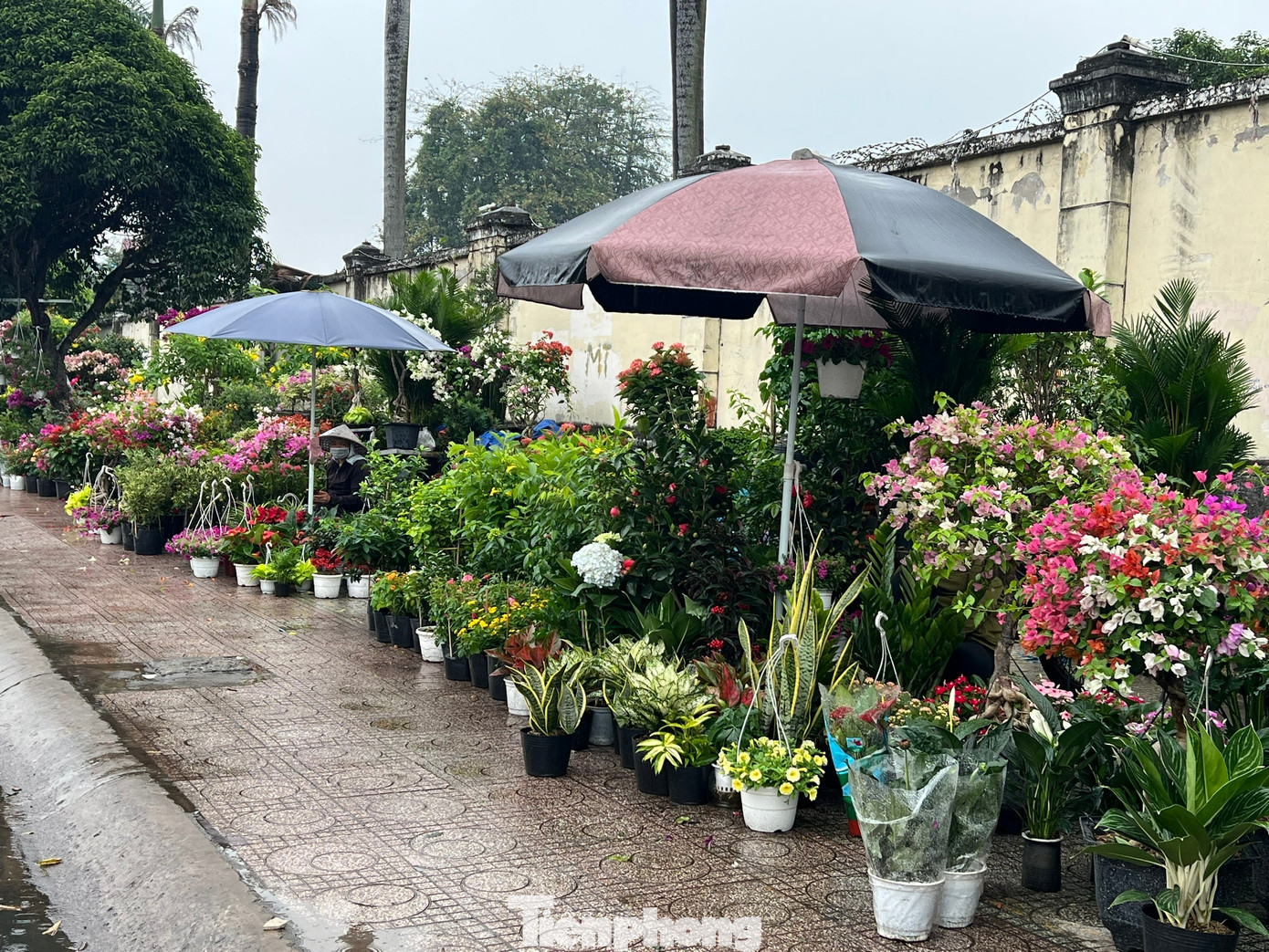 Hoa Tết về phố, 'bỏng tay' giá bưởi Diễn ở TPHCM - Ảnh 11