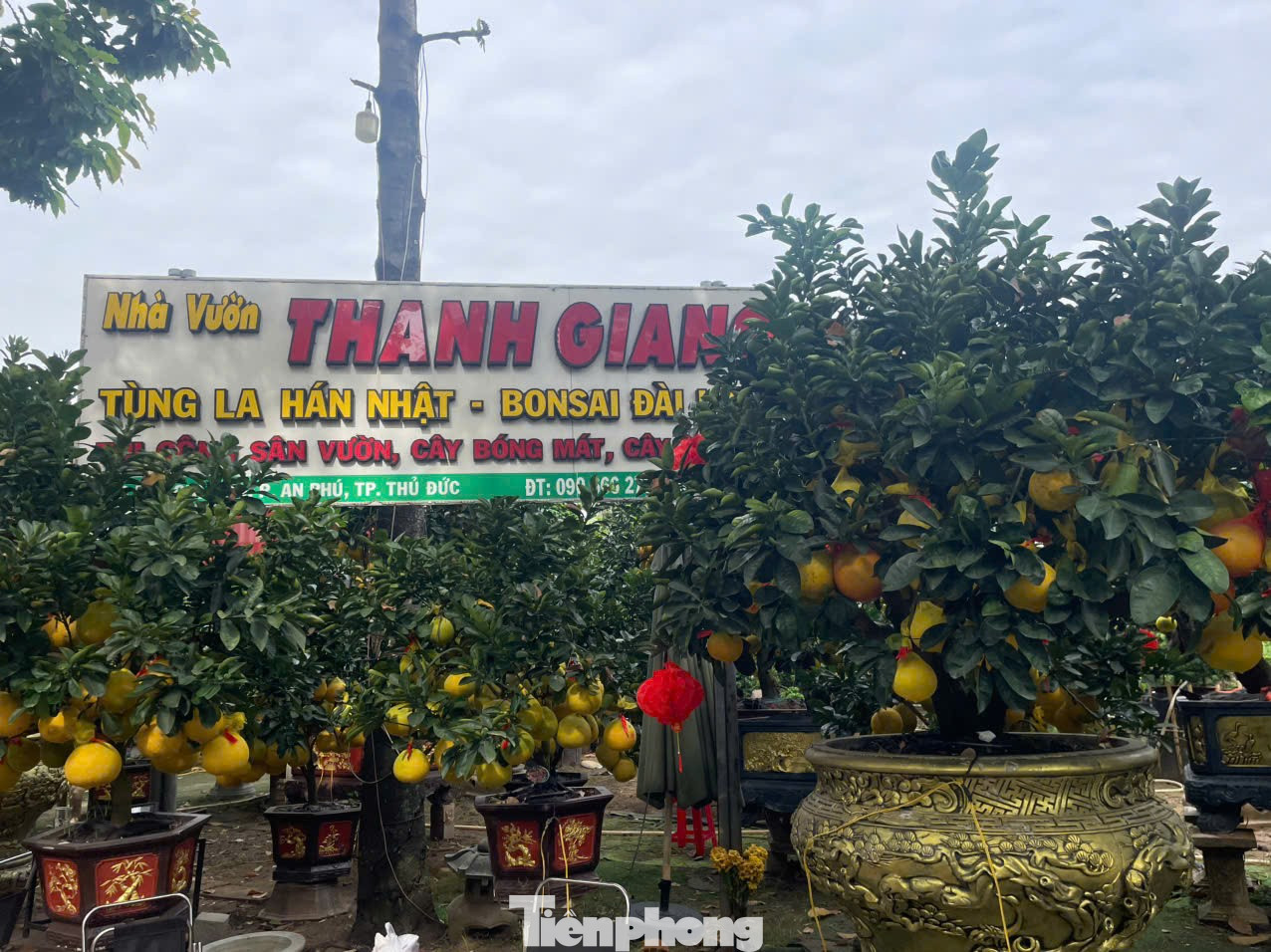 Hoa Tết về phố, 'bỏng tay' giá bưởi Diễn ở TPHCM - Ảnh 12