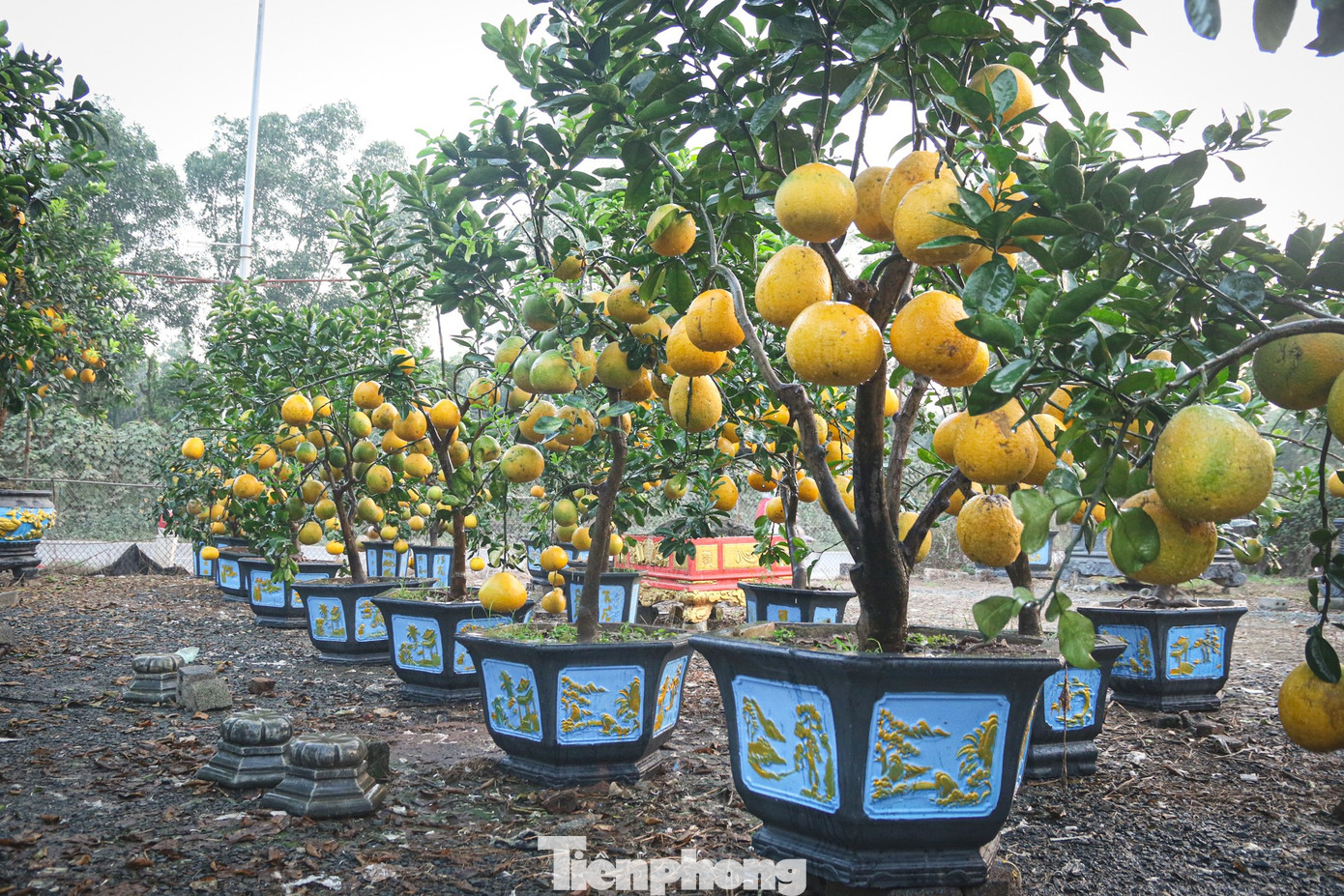Bưởi cảnh, quất thế hàng chục triệu đồng 'rục rịch' xuống phố - Ảnh 5