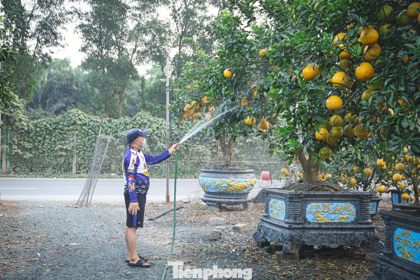 Bưởi cảnh, quất thế hàng chục triệu đồng 'rục rịch' xuống phố - Ảnh 3