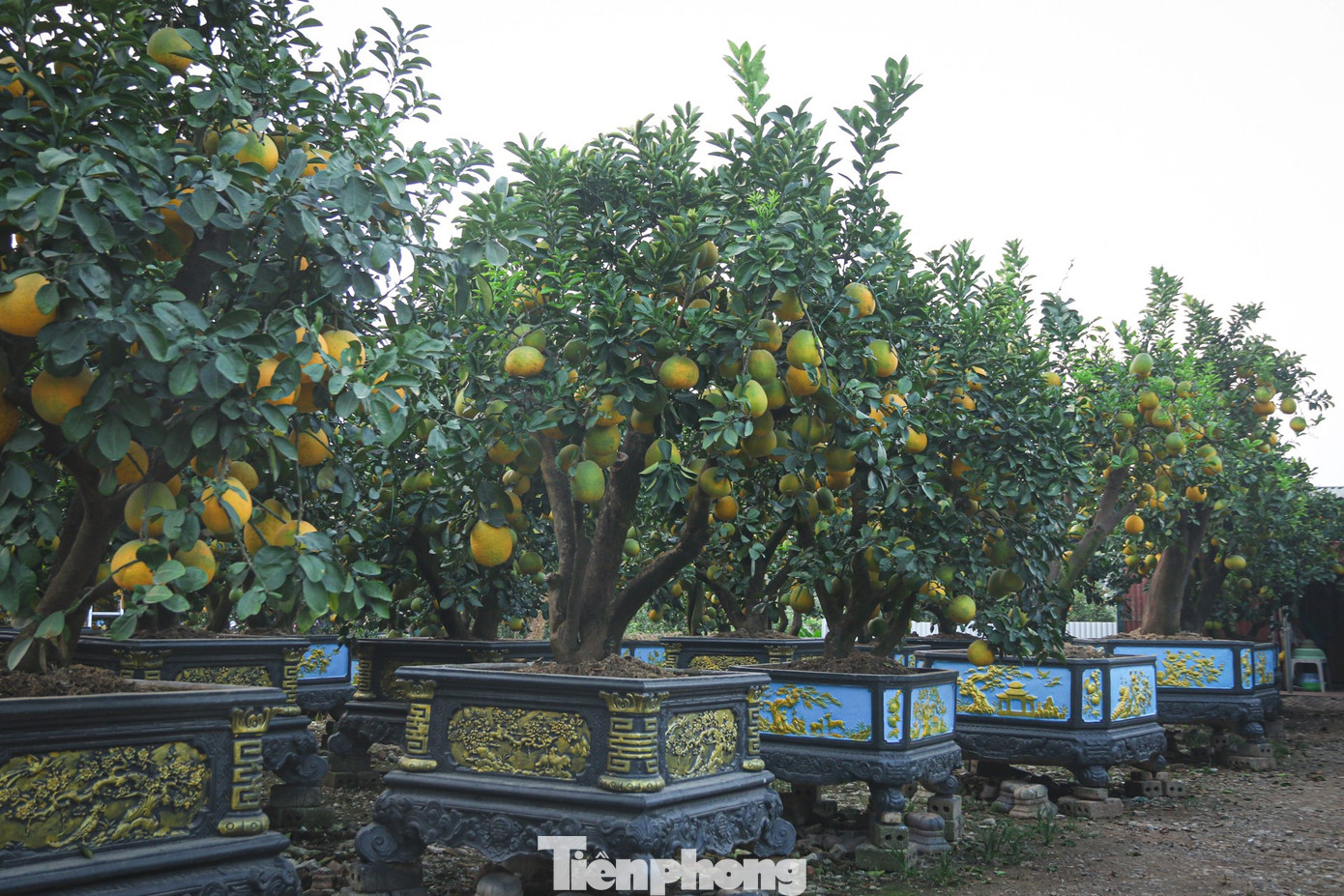 Bưởi cảnh, quất thế hàng chục triệu đồng 'rục rịch' xuống phố - Ảnh 8