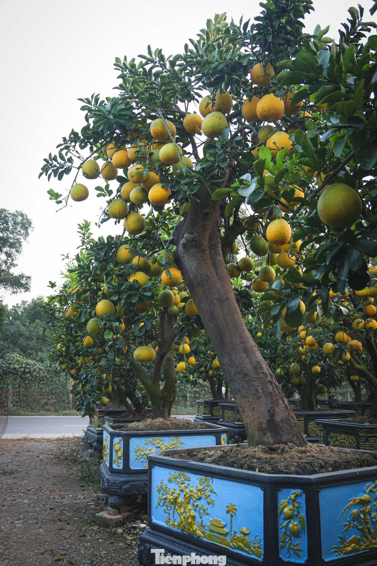Bưởi cảnh, quất thế hàng chục triệu đồng 'rục rịch' xuống phố - Ảnh 6