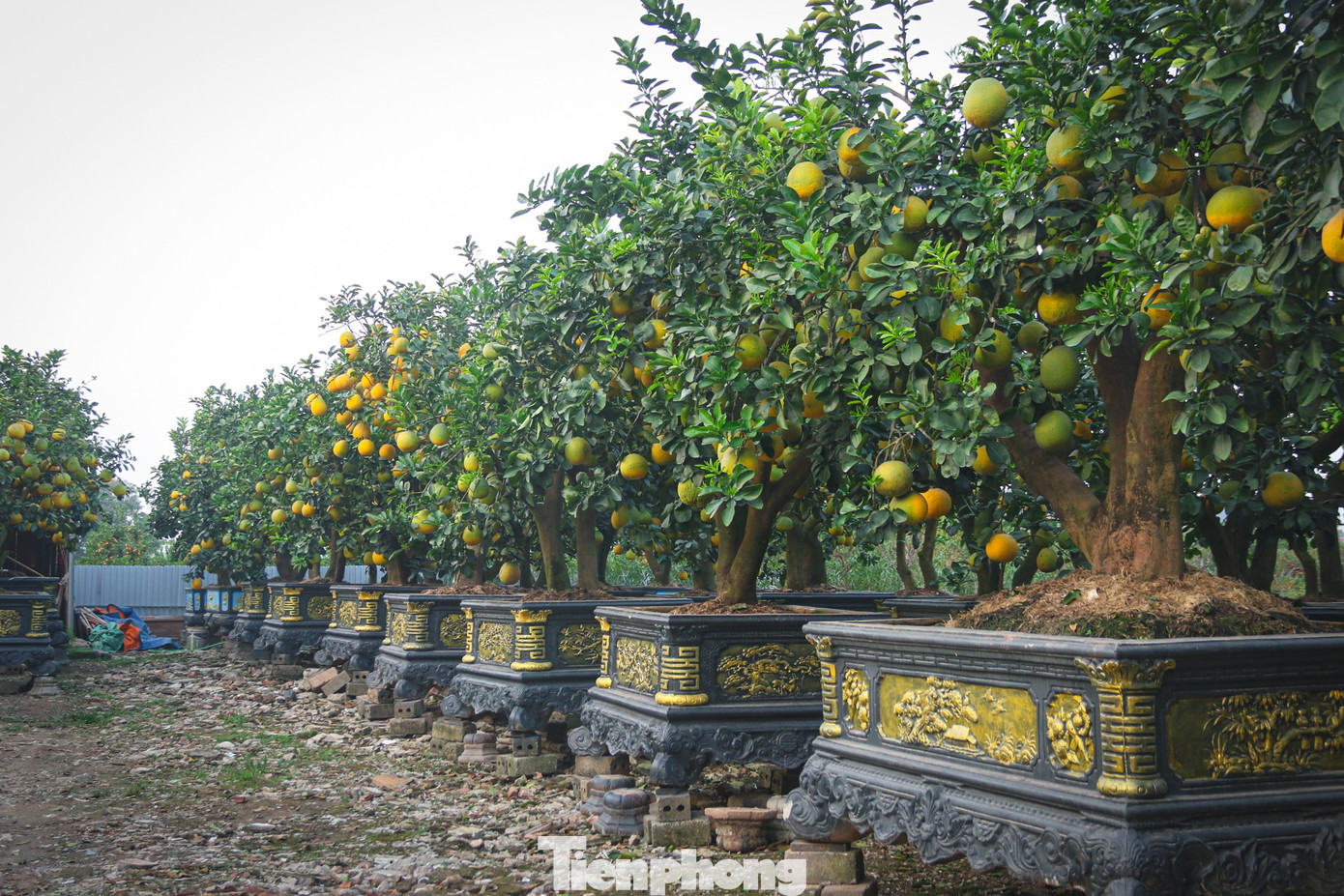 Bưởi cảnh, quất thế hàng chục triệu đồng 'rục rịch' xuống phố - Ảnh 2