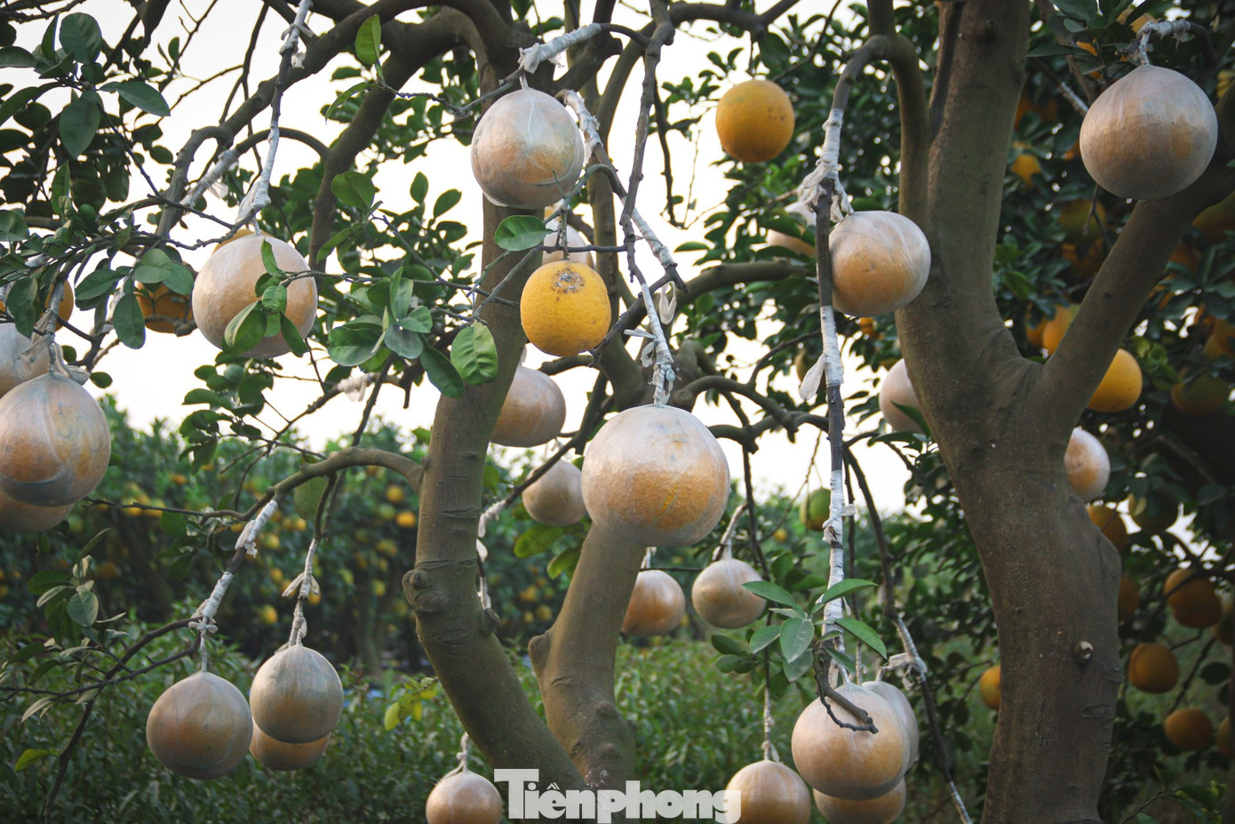 Bưởi cảnh, quất thế hàng chục triệu đồng 'rục rịch' xuống phố - Ảnh 4