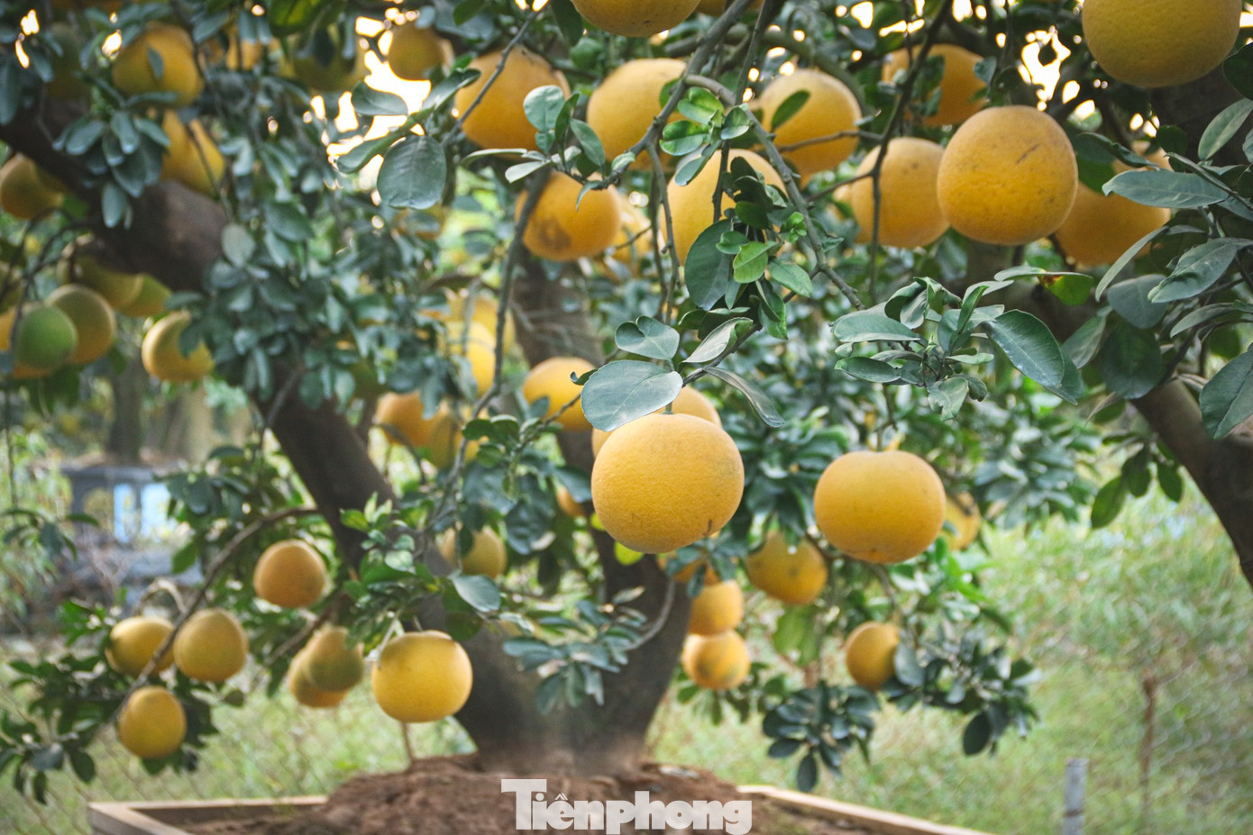Bưởi cảnh, quất thế hàng chục triệu đồng 'rục rịch' xuống phố - Ảnh 7