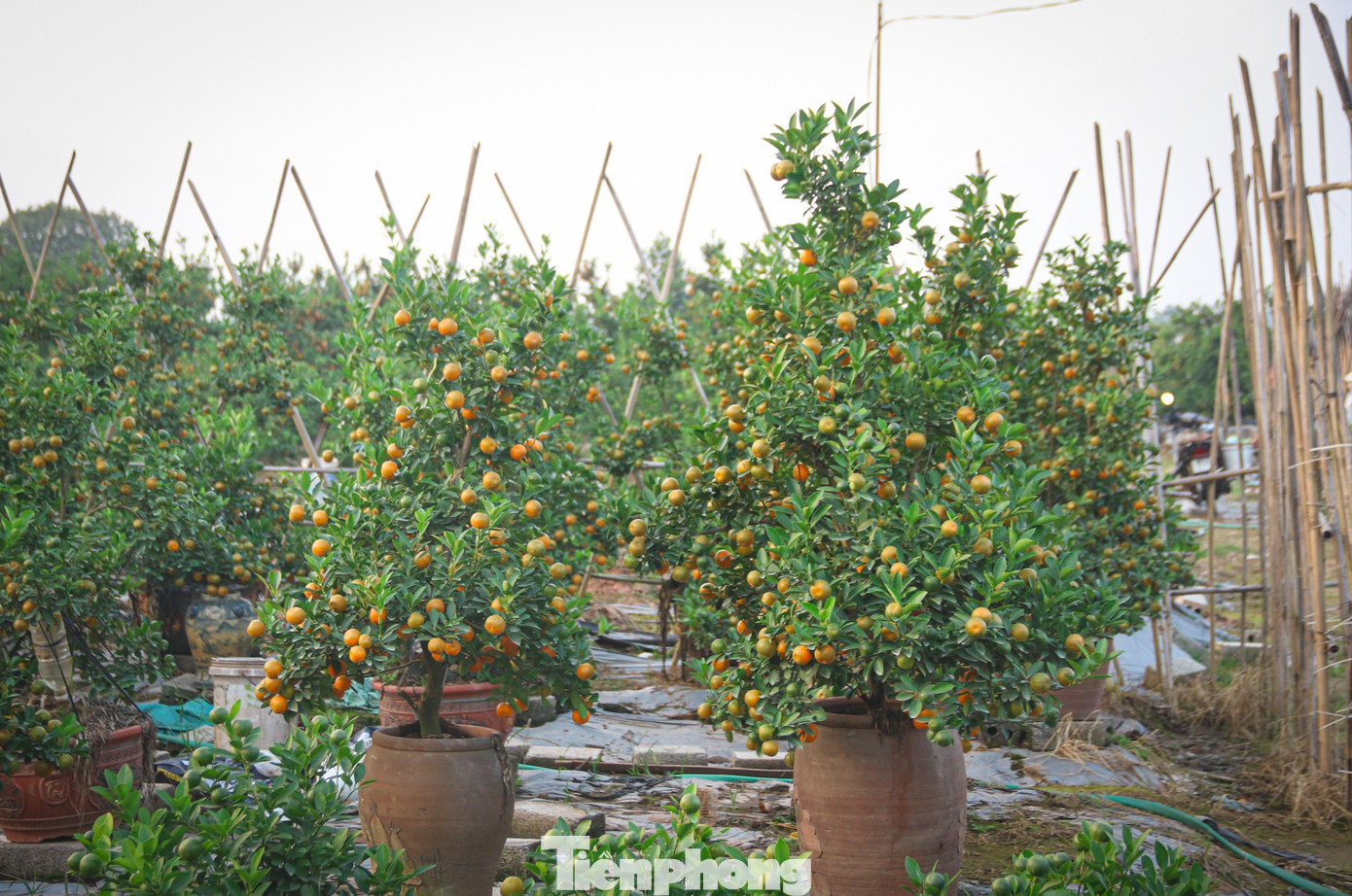 Bưởi cảnh, quất thế hàng chục triệu đồng 'rục rịch' xuống phố - Ảnh 12
