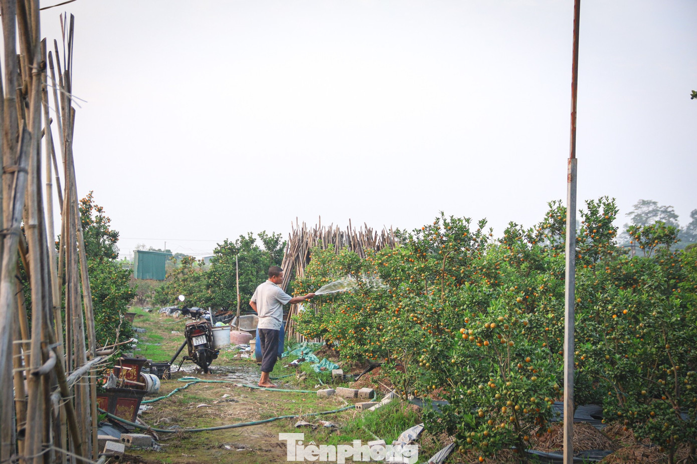 Bưởi cảnh, quất thế hàng chục triệu đồng 'rục rịch' xuống phố - Ảnh 1