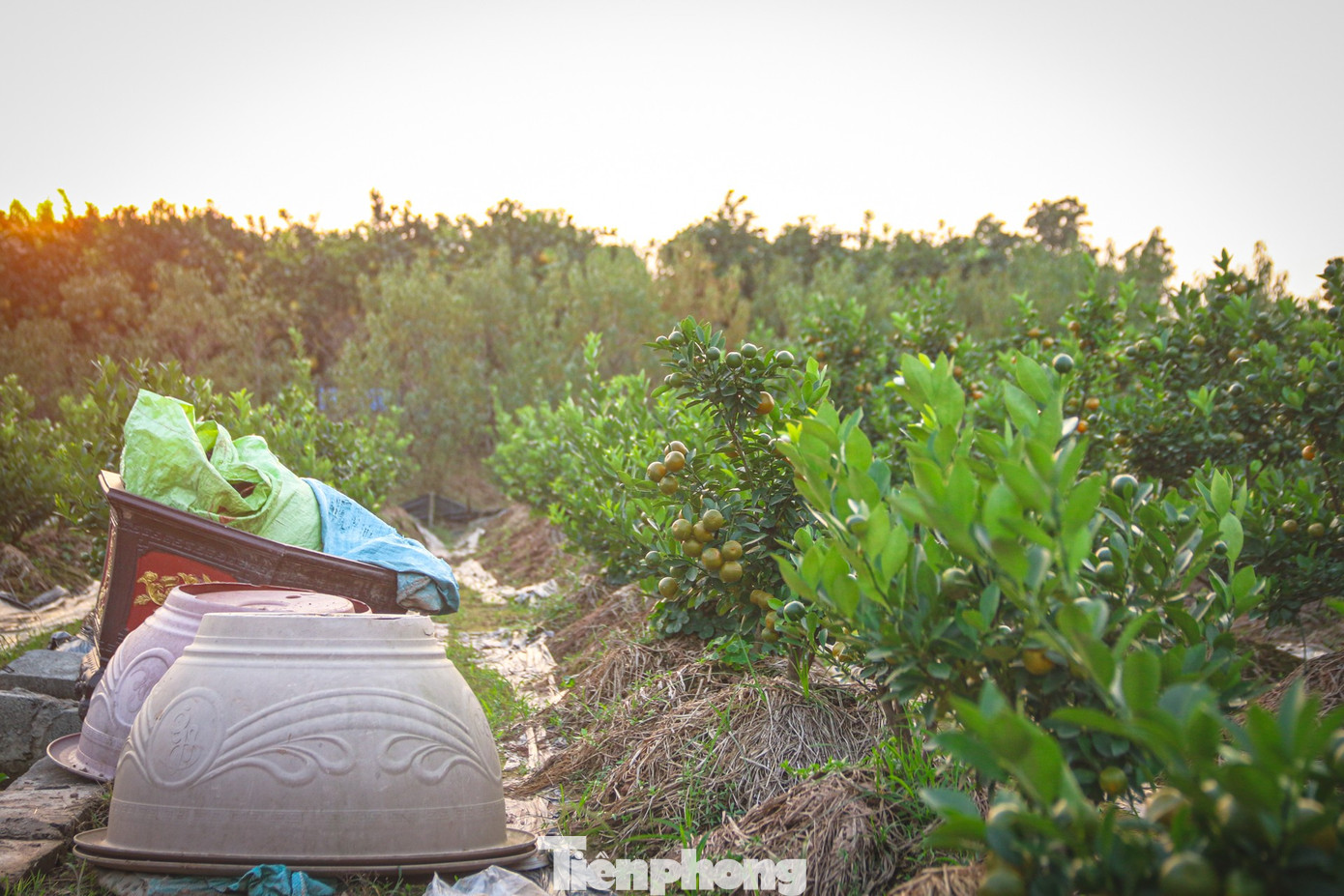 Bưởi cảnh, quất thế hàng chục triệu đồng 'rục rịch' xuống phố - Ảnh 11